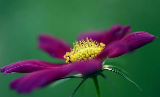 秋季適合養(yǎng)什么花？秋季如何養(yǎng)花？