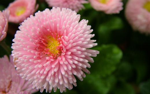 如何給養(yǎng)花的土壤消毒？