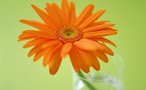 在家里養(yǎng)花有什么好處？