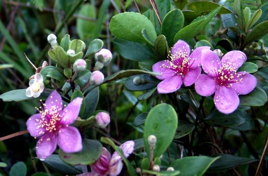 家里養(yǎng)的花為什么壯不起來？
