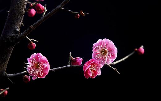 梅花有什么種類？梅花的生長習(xí)性
