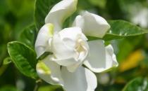 梔子花都有什么種類？梔子花對環(huán)境的要求