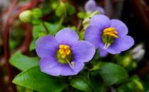 紫星花應(yīng)該如何種植？