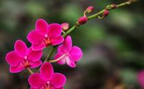 花卉缺素癥是什么原因？