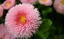 如何給養(yǎng)花的土壤消毒？