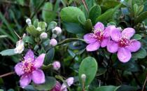 家里養(yǎng)的花為什么壯不起來？