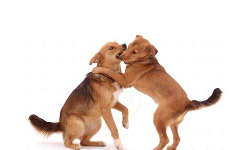 狂犬病是怎樣的？狂犬病的癥狀