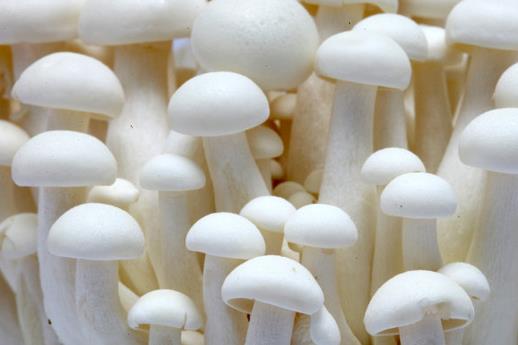 怎么分辨有毒蘑菇？教你挑蘑菇的技巧