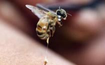 被蜂蜇了怎么辦？被蜂蜇的急救方法