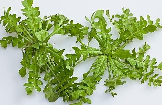 春季吃什么野菜好？四種食用野菜介紹