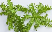 春季吃什么野菜好？四種食用野菜介紹