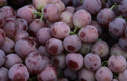 孕婦吃什么補(bǔ)血好？補(bǔ)血的食物與食療方