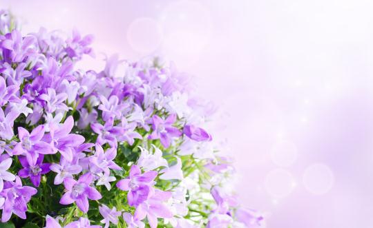 這樣讓鮮花更加鮮艷哦！