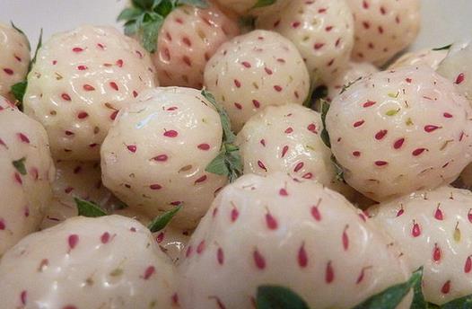 菠蘿莓應(yīng)該怎么吃？吃菠蘿莓的注意事項(xiàng)