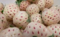 菠蘿莓應(yīng)該怎么吃？吃菠蘿莓的注意事項