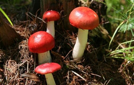 紅菇有什么功效？紅菇的做法