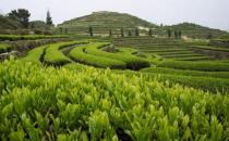 安溪茶怎么喝？安溪茶的功效