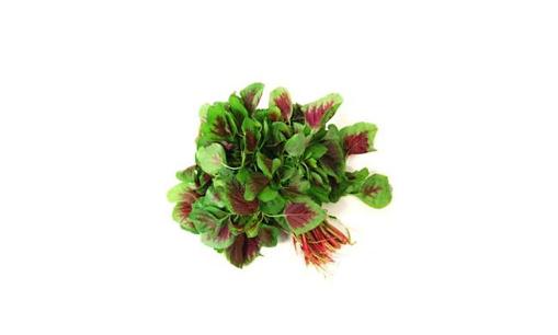 米莧菜是什么？米莧菜有什么功效？
