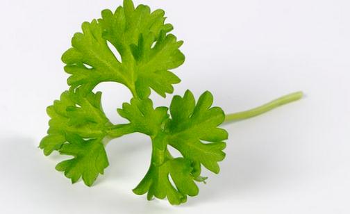 歐芹的簡介 歐芹怎么做？