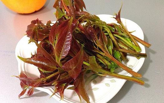 如何挑選香椿芽？香椿芽怎么吃最健康？