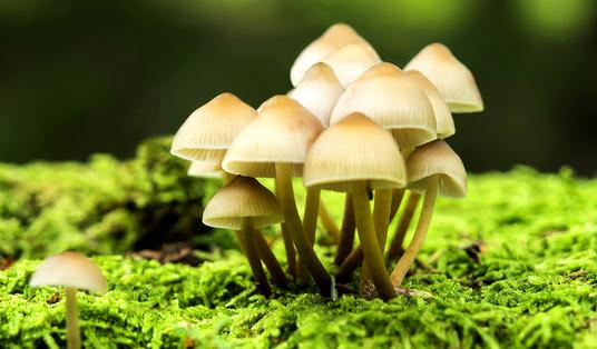 食物里含有毒物質(zhì)怎么辦？