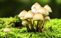 食物里含有毒物質(zhì)怎么辦？