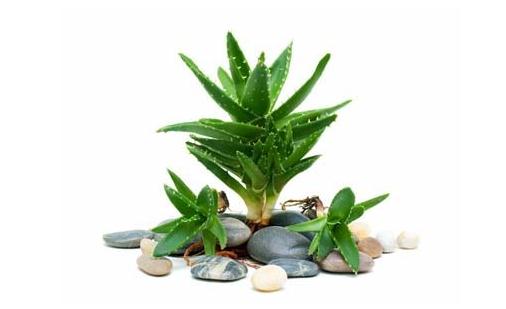 吃菠蘿有助促進消化？這些誤區(qū)別再信啦！