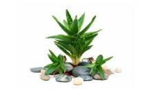 吃菠蘿有助促進(jìn)消化？這些誤區(qū)別再信啦！