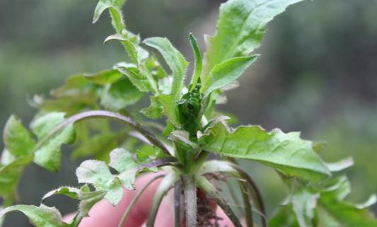 這些野菜營(yíng)養(yǎng)又好吃 你吃過(guò)嗎？