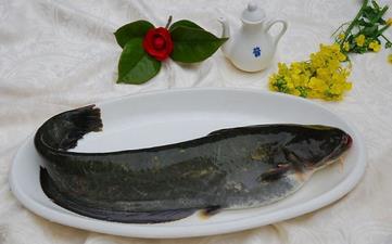 鲇魚_鯰魚,鲇魚的營養(yǎng)價(jià)值,功效與作用,鲇魚怎么做好吃,鲇魚的做法大全 鲇魚_鯰魚,鲇魚的營養(yǎng)價(jià)值,功效與作用,鲇魚怎么做好吃,鲇魚的做法大全