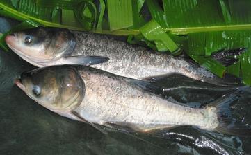 【鳙魚】_鳙魚的營養(yǎng)價(jià)值,鳙魚怎么做好吃,鳙魚的做法大全 【鳙魚】_鳙魚的營養(yǎng)價(jià)值,鳙魚怎么做好吃,鳙魚的做法大全