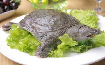 【甲魚】_甲魚的營養(yǎng)價值,甲魚怎么做好吃,甲魚湯,甲魚的做法大全 【甲魚】_甲魚的營養(yǎng)價值,甲魚怎么做好吃,甲魚湯,甲魚的做法大全