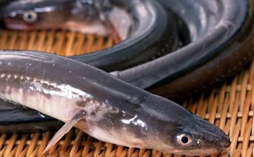 【鰻魚】_鰻魚的營養(yǎng)價(jià)值,鰻魚怎么做好吃,鰻魚的做法大全