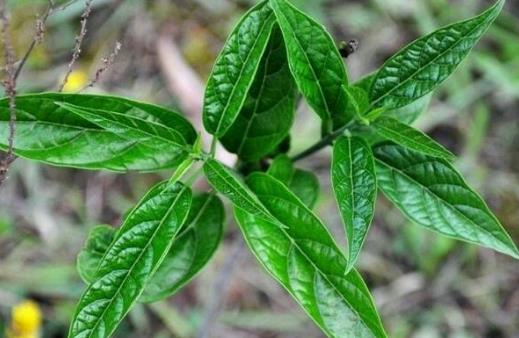 吃野菜要注意哪些事項(xiàng)？