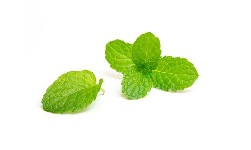 薄荷換盆移盆可以曬太陽嗎？