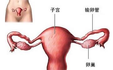 【卵巢】卵巢常識(shí)_保養(yǎng)卵巢的最好方法_卵巢保養(yǎng)吃什么等知識(shí)