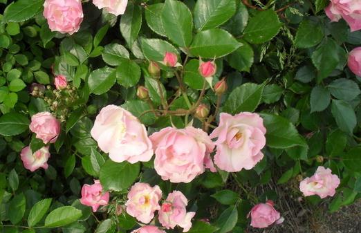 如何養(yǎng)殖山茶花？