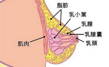 【乳房】乳房的位置發(fā)育結構_胸部保健_乳房圖片_乳房的生理知識
