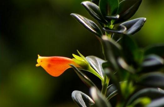 金魚(yú)吊蘭什么時(shí)候才會(huì)開(kāi)花