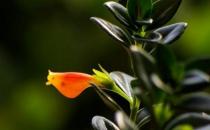 金魚吊蘭什么時(shí)候才會(huì)開花