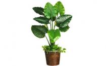 冬天如何種植滴水觀音？