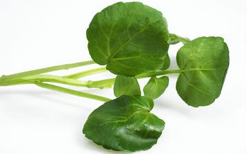 【西洋菜】西洋菜的營養(yǎng)價(jià)值_西洋菜怎么做好吃_西洋菜的做法大全