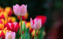 家養(yǎng)郁金香莖短花小是啥原因？