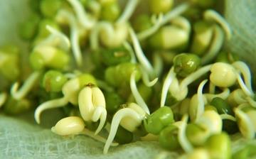 【綠豆芽】綠豆芽的營養(yǎng)價值_綠豆芽怎么做好吃_綠豆芽的做法大全 【綠豆芽】綠豆芽的營養(yǎng)價值_綠豆芽怎么做好吃_綠豆芽的做法大全