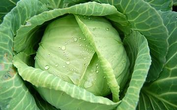 【卷心菜】卷心菜的營養(yǎng)價(jià)值_卷心菜怎么做好吃_卷心菜的做法大全 【卷心菜】卷心菜的營養(yǎng)價(jià)值_卷心菜怎么做好吃_卷心菜的做法大全