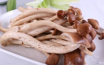 【茶樹菇】茶樹菇的營養(yǎng)價值_茶樹菇怎么做好吃_茶樹菇的做法大全