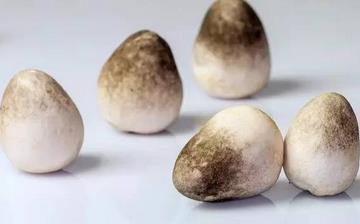 【草菇】草菇的功效與作用營養(yǎng)價值_草菇怎么做好吃_草菇的做法大全 【草菇】草菇的功效與作用營養(yǎng)價值_草菇怎么做好吃_草菇的做法大全