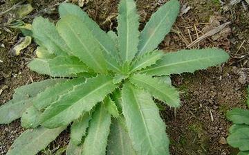 【刺兒菜】刺兒菜的營養(yǎng)價(jià)值_刺兒菜怎么做好吃_刺兒菜的做法大全 【刺兒菜】刺兒菜的營養(yǎng)價(jià)值_刺兒菜怎么做好吃_刺兒菜的做法大全