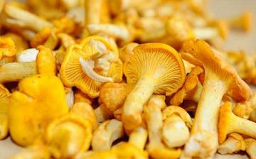 【雞油菌】雞油菌的營(yíng)養(yǎng)價(jià)值_雞油菌怎么做好吃_雞油菌的做法大全 【雞油菌】雞油菌的營(yíng)養(yǎng)價(jià)值_雞油菌怎么做好吃_雞油菌的做法大全