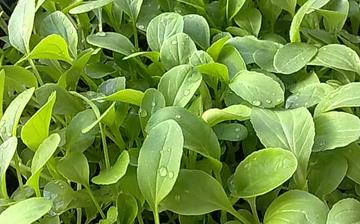 【雞毛菜】雞毛菜的營(yíng)養(yǎng)價(jià)值_雞毛菜怎么做好吃_雞毛菜的做法大全 【雞毛菜】雞毛菜的營(yíng)養(yǎng)價(jià)值_雞毛菜怎么做好吃_雞毛菜的做法大全